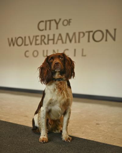 Detection dog Griff whose keen nose found tobacco products hidden in waste bins