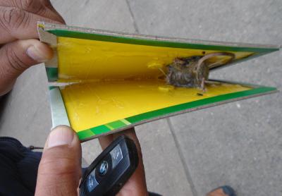 A glue board with live mouse found at Chatha Fresh Food Limited