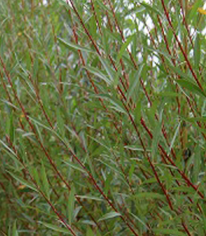 Red Stemmed or Scarlet Willow