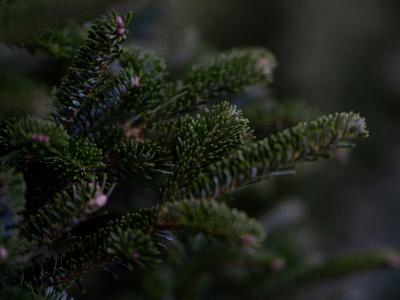 Christmas Tree Collection Header