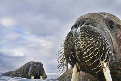 © Valter Bernardeschi - Wildlife Photographer of the Year