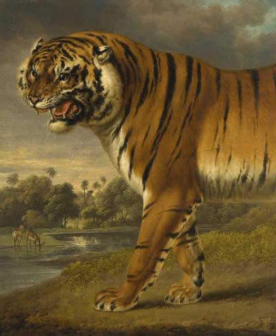 Credit: Charles Towne, A Tiger (1818), Wolverhampton Art Gallery