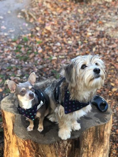 Alfie the Chihuahua and Lennie the Morkie