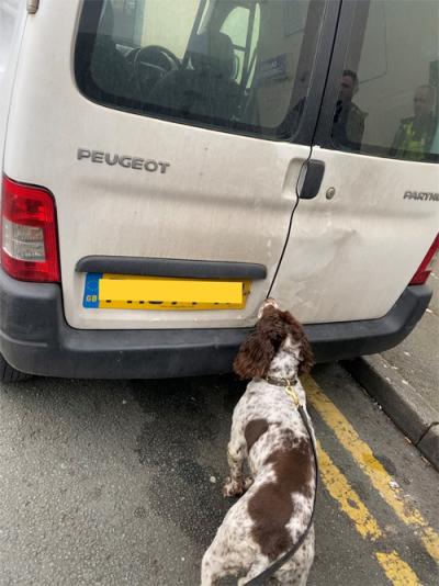 Tobacco detection dog Scamp at the van