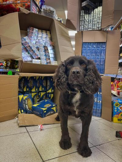 Tobacco detection dog Yoyo who sniffed out the hidden haul