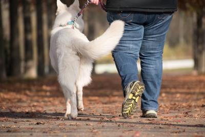 Safety order set to be extended for city’s dog owners